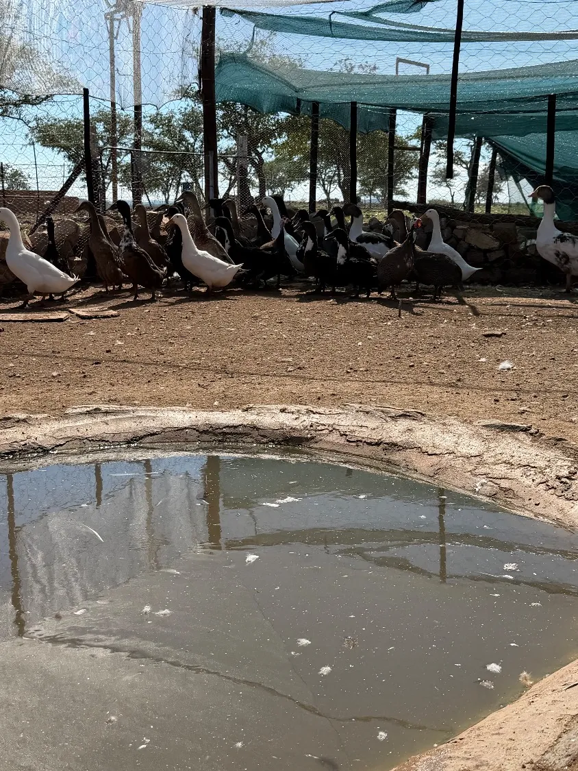 Ducks gathering at the dam