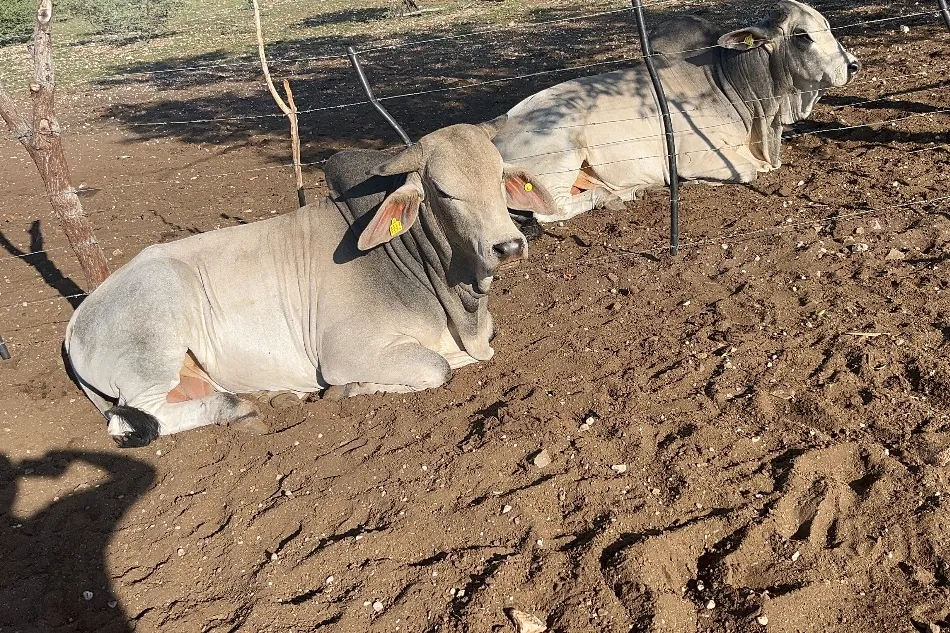 Brahman cattle at rest