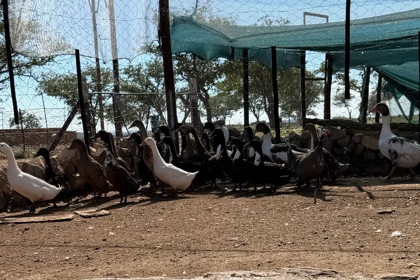Free-range ducks in the poultry run