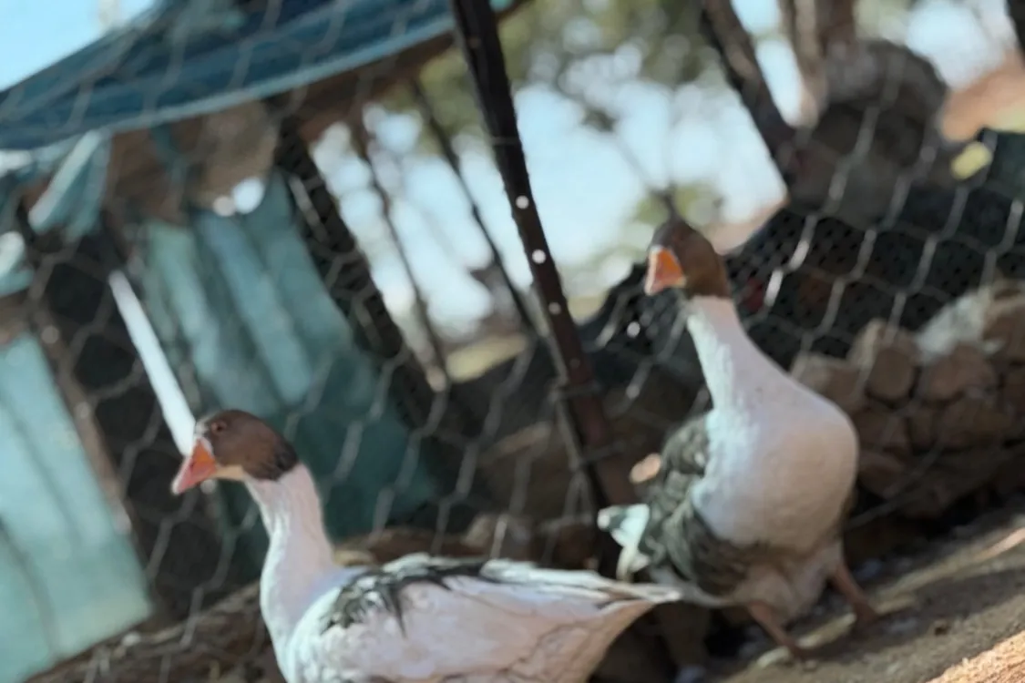 Geese in the poultry run