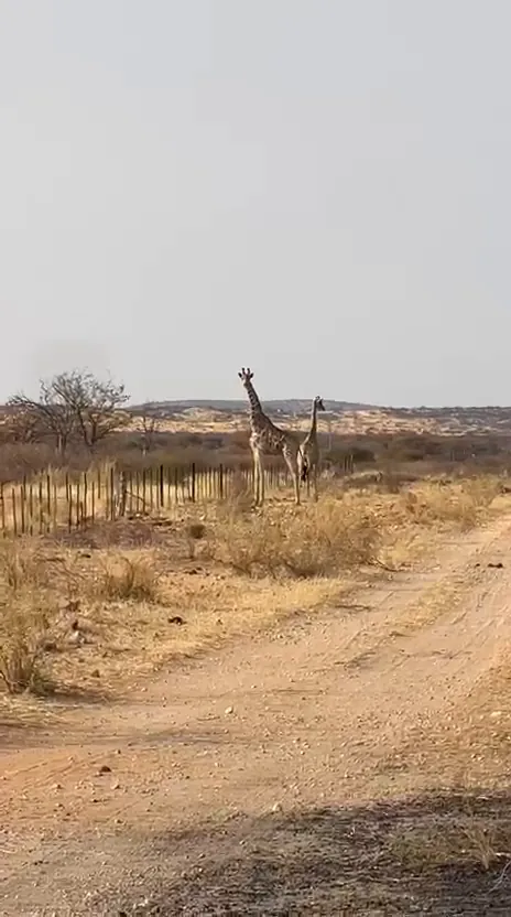 Giraffes along the road