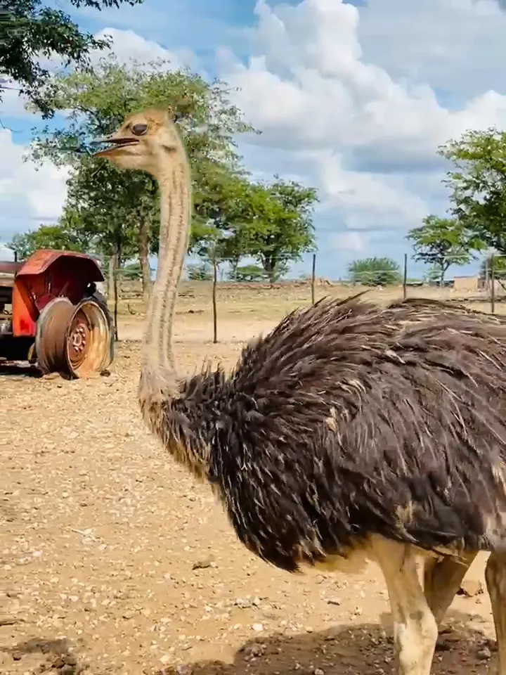An ostrich comes to say hello