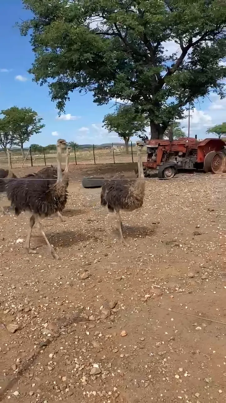 Ostriches by the old tractor